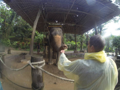 Phuket - My mom feeding the elephant. The Perfect Family Vacation <3