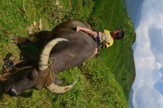 Sapa - H'mong child ~ chilling on a buffalo