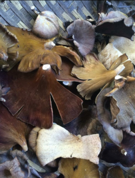 Don Khong - Mushroom