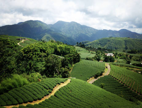 Taiwan - Tea fields in Yulin County