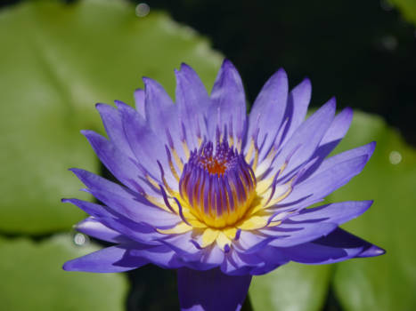 Vietnam - Blooming Hoi An