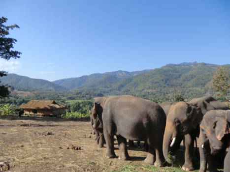 Chiang Mai - Olifanten in de natuur van Chiang Mai