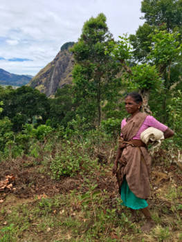 Sri Lanka - On our way to the adam's peak