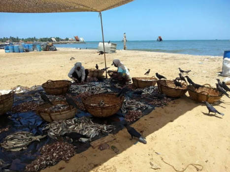 Sri Lanka - De vismarkt van negombo