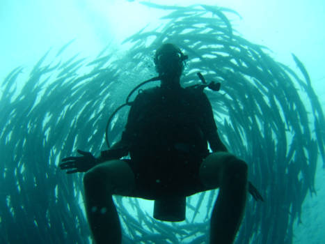 Maleisië - Just me and lots of barracudas in Sipadan, Malaysia