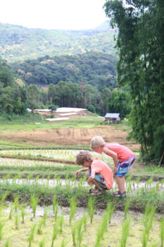 Thailand - Padden zoeken tussen de rijstvelden