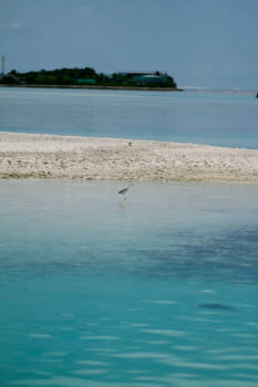 Malediven - Reiger
