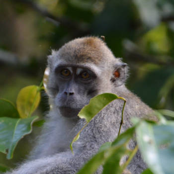 Maleisië - Jungle Borneo