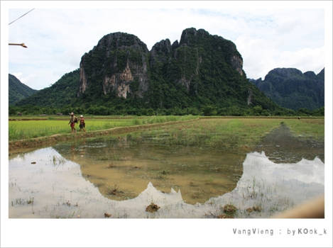 Laos - Laos rice fields