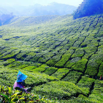 Cameron Highlands - Tea & Strawberries