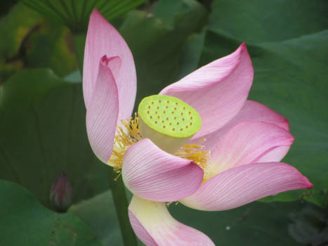 Beijing - Lotus
