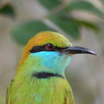 Sri Lanka - Bijeneter