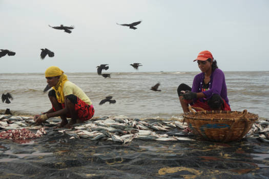 Sri Lanka - Kraaien op de loer