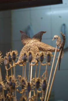 China - Gebakken zeester en zeepaardjes bij een snackstreet