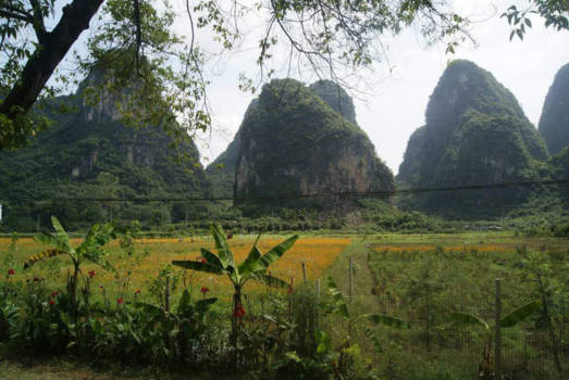 China - Rijstvelden in het Karstgebergte