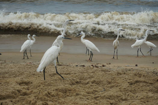 Sri Lanka - Witte reiger op het vissersstrand van Negombo