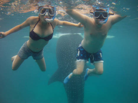 Filipijnen - Whales swimming & snorkeling