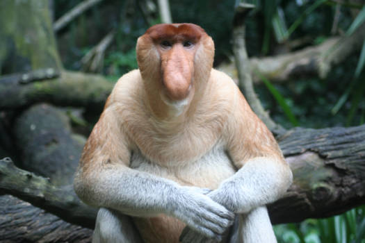 Maleisië - Zo, even rust.....