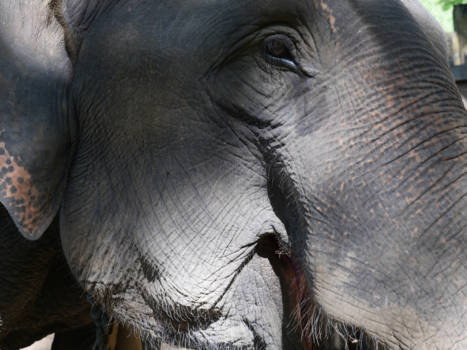 Chiang Mai - Asian Elephant