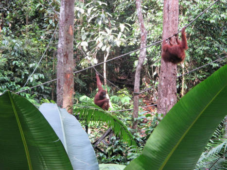 Maleisië - Oerang Oetans Borneo