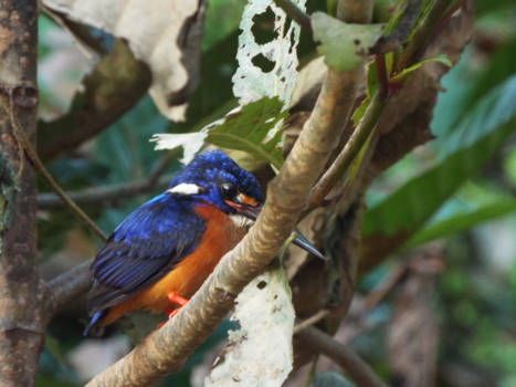Sepilok - Blue Kingfisher in de jungle van Sepilok