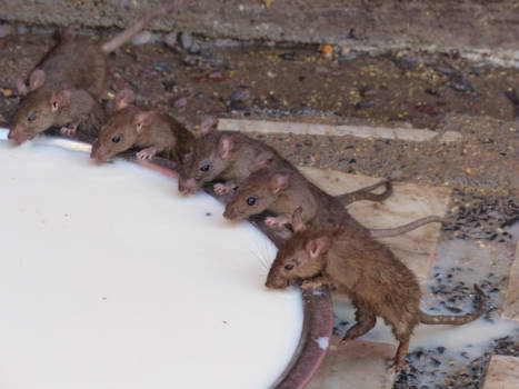 Bikaner - Ben bang voor muizen!!! Toch de rattentempel ingeweest.