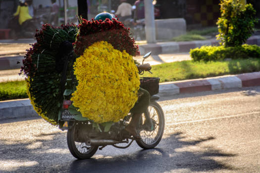 Mandalay - Bloemetjes verscooteren