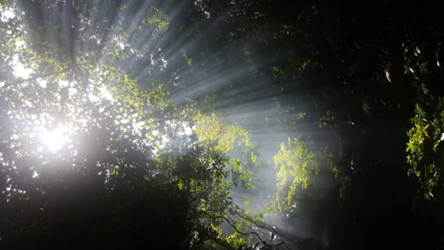 Batang Ai national park - Jungle van Borneo