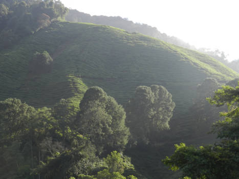 Cameron Highlands - Theeplantages