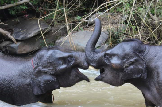 Chiang Mai - Kusje! Happy Elephants in Chiang Mai, Thailand