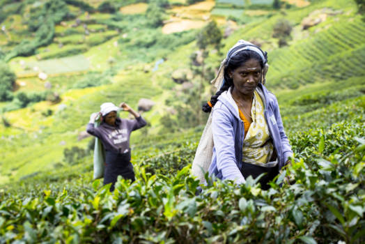 Sri Lanka - Sri Lanka lady working on tea lantation