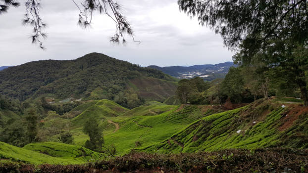 Cameron Highlands - Thee Plantages Cameron Highlands