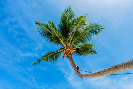 Koh Phangan - Palmboom