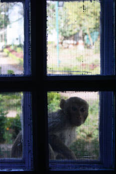 India - Apen op visite