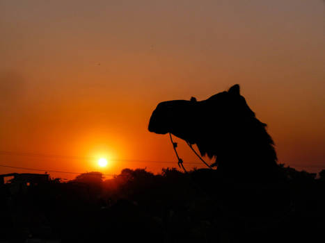 Pushkar - Pushkar's camelfair