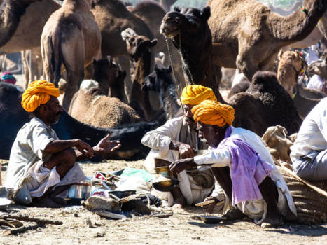 Pushkar - Annual camel fair in Pushkar