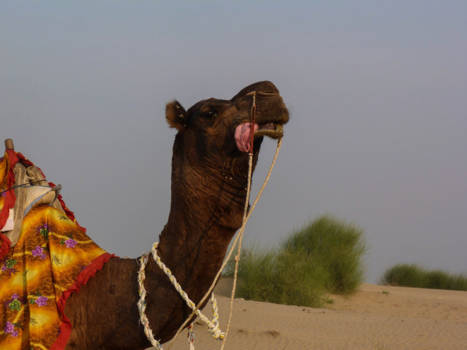 India - Jaisalmer