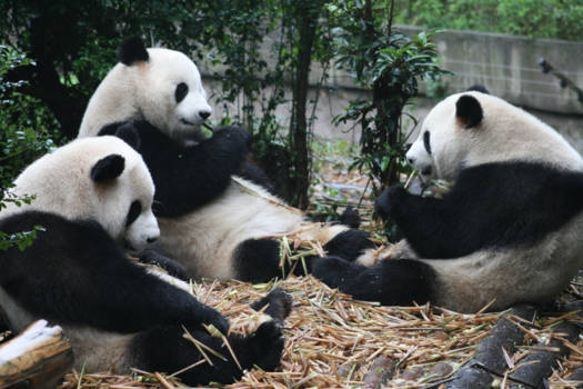 China - Ik zag 3 beren..........