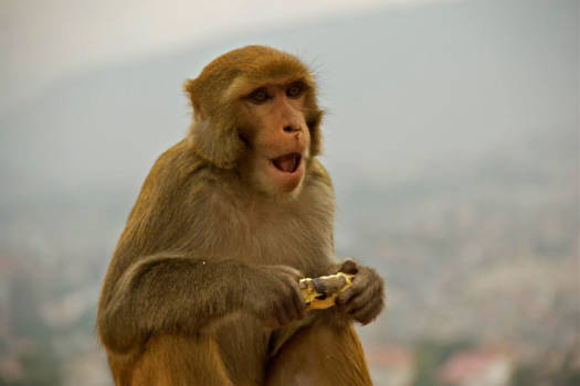 Kathmandu - "Oh my god, you are so ugly......."