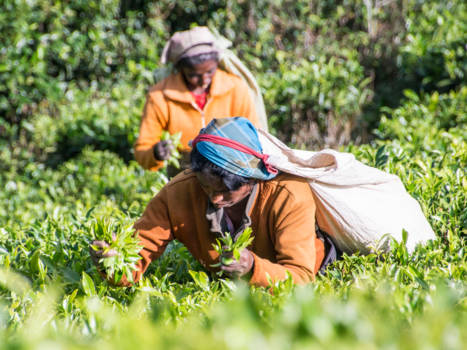 Nuwara Eliya - Theepluksters