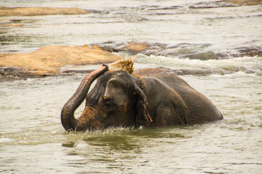 Sri Lanka - Baddermoment
