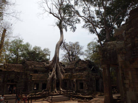 Cambodja - Angkor Wat - Ta Prohm