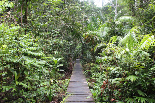 Maleisië - Path to nowhere