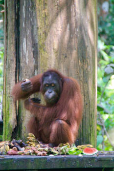 Kuala Lumpur - In alle rust genietend van de fruithap