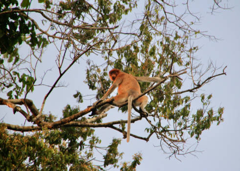 Kinabatangan rivier - Neusaap langs de Menungalrivier, zijrivier van