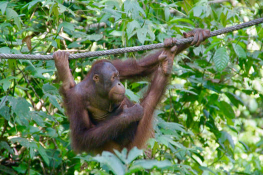 Maleisië - Orang Utan Rehabilitation Centre, Sepilok, Maleisisch Borneo