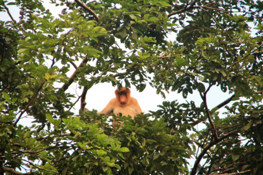 Maleisië - Meusapen langs de Menungalrivier, Sukau, Maleisisch Borneo