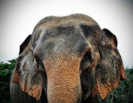 Sri Lanka - Dichtbij