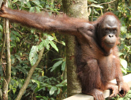 Sepilok - wie kijkt naar wie?