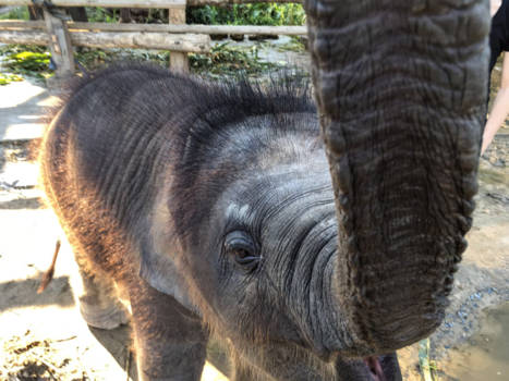 Thailand - Baby Elephant Lanna , Elephant Retirement Park
